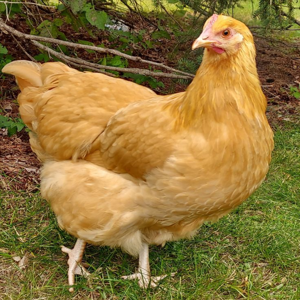 Fluffy golden chicken