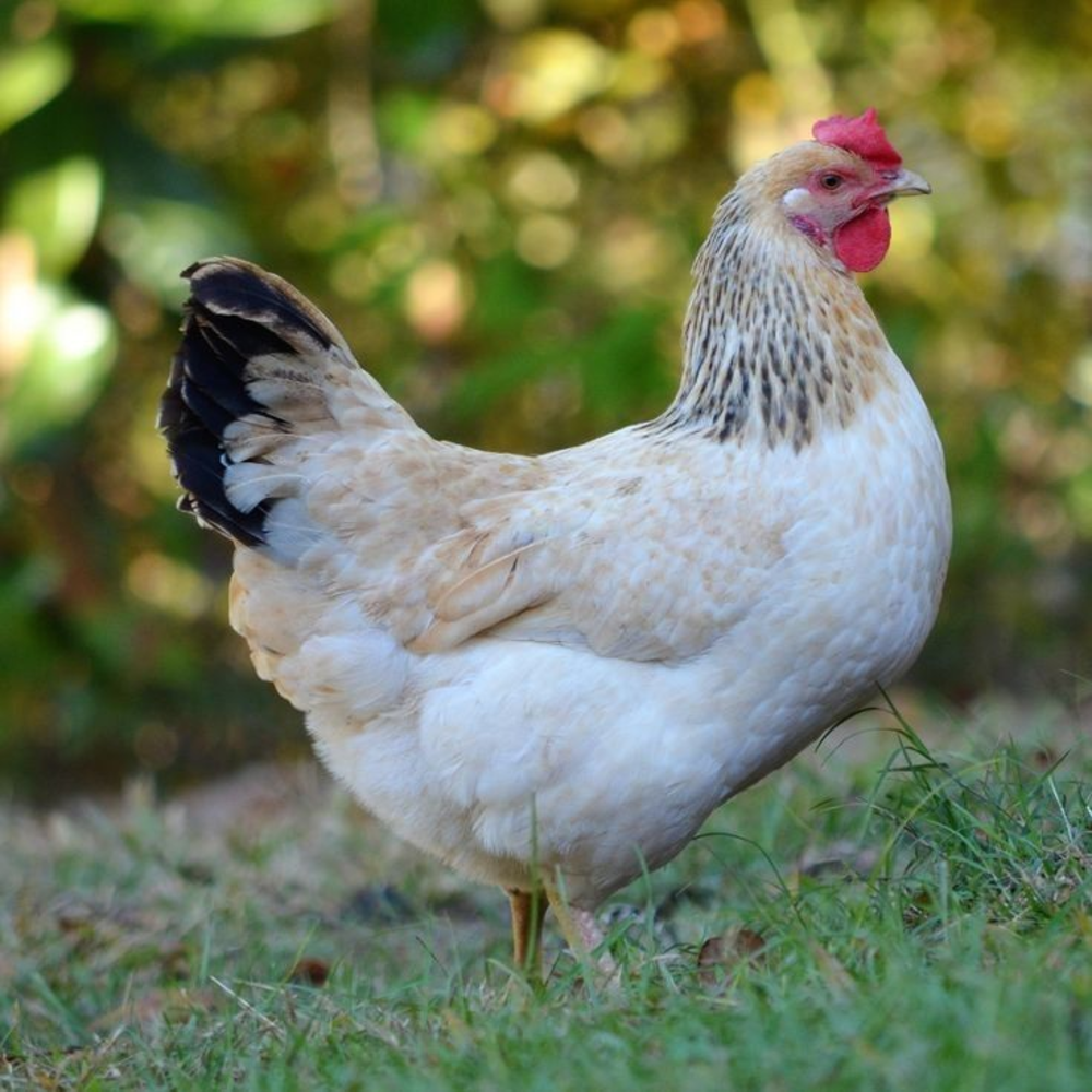 Elegant white chicken