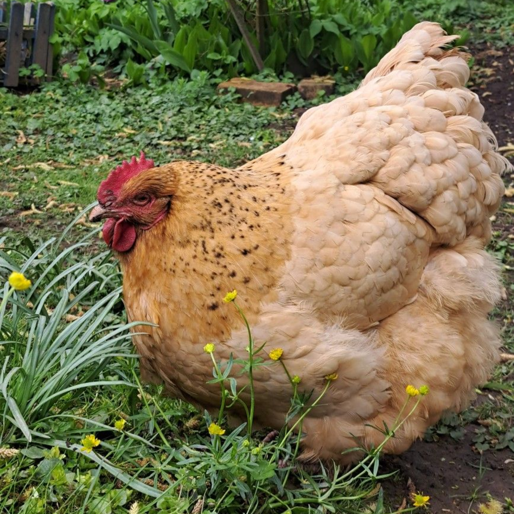 Speckled chicken with flowers