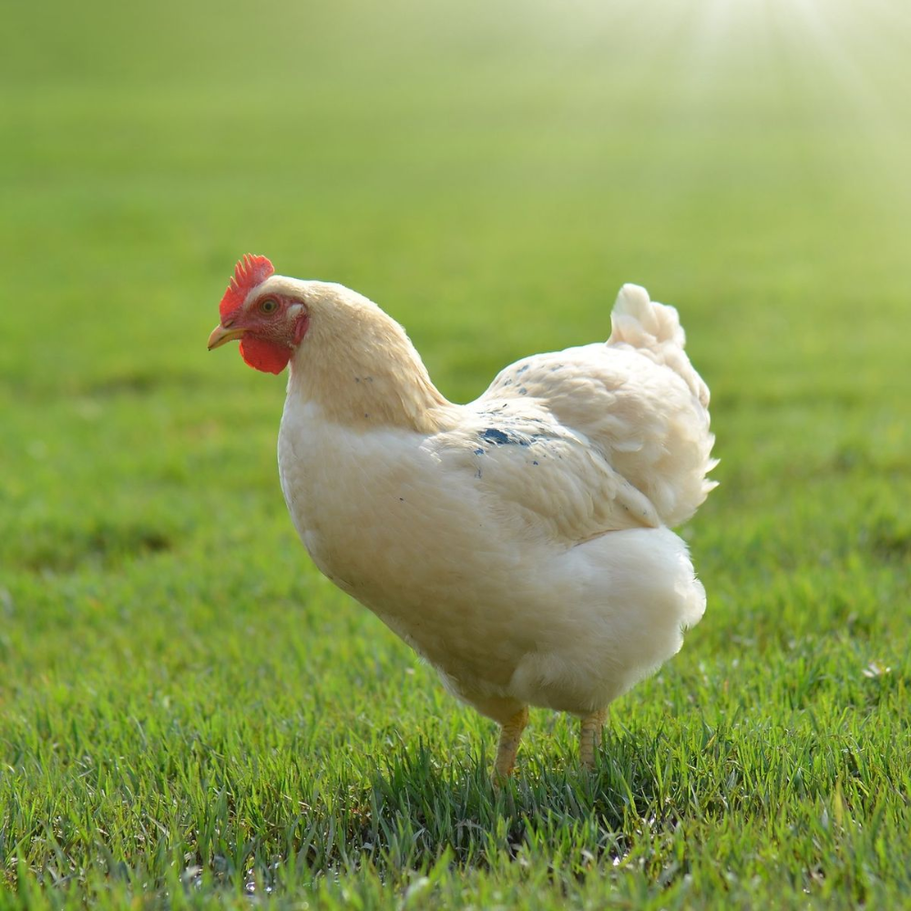 White chicken in sunshine